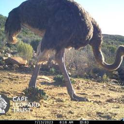 Ostrich